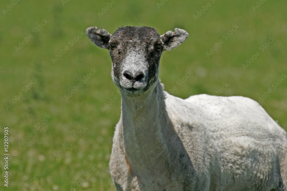 Fototapeta premium Schaf, Sheep
