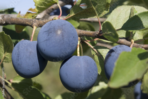 Ripe plums hanging on a branch