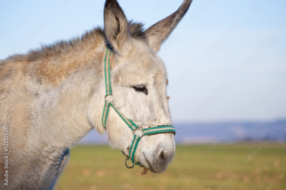 Donkey - obrazy, fototapety, plakaty 