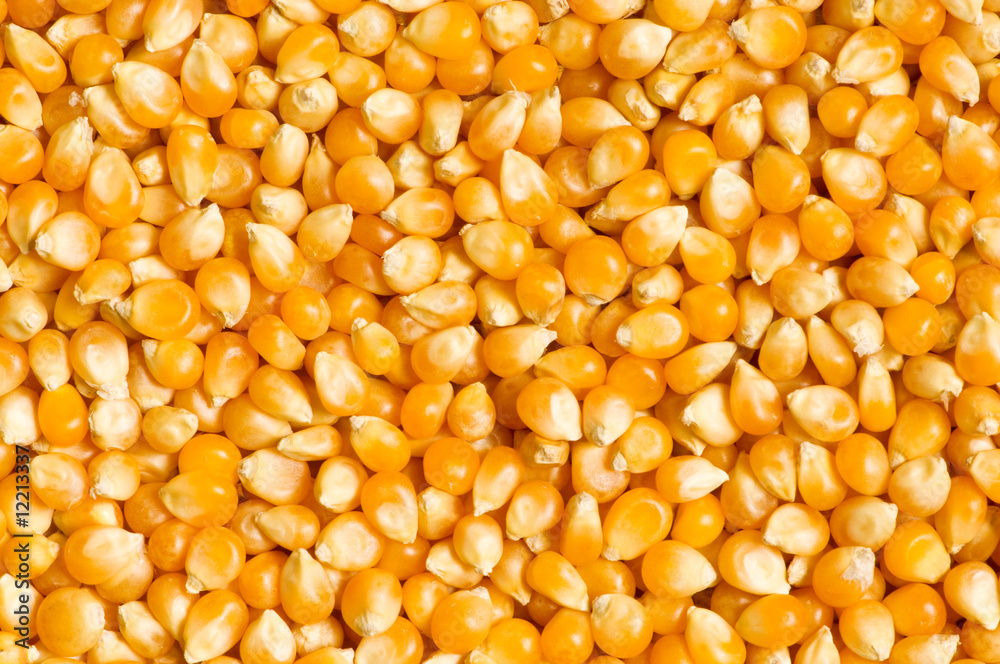 Bright corn kernels arranged as the background Bright corn kernels arranged as the background