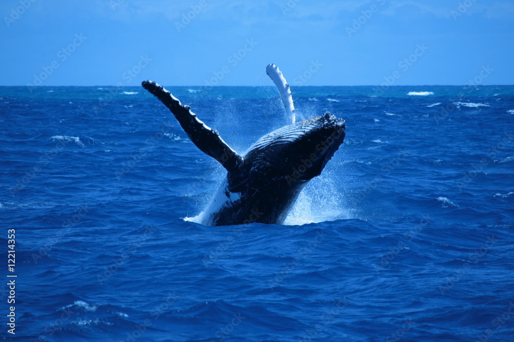 Fototapeta premium granville whale 5