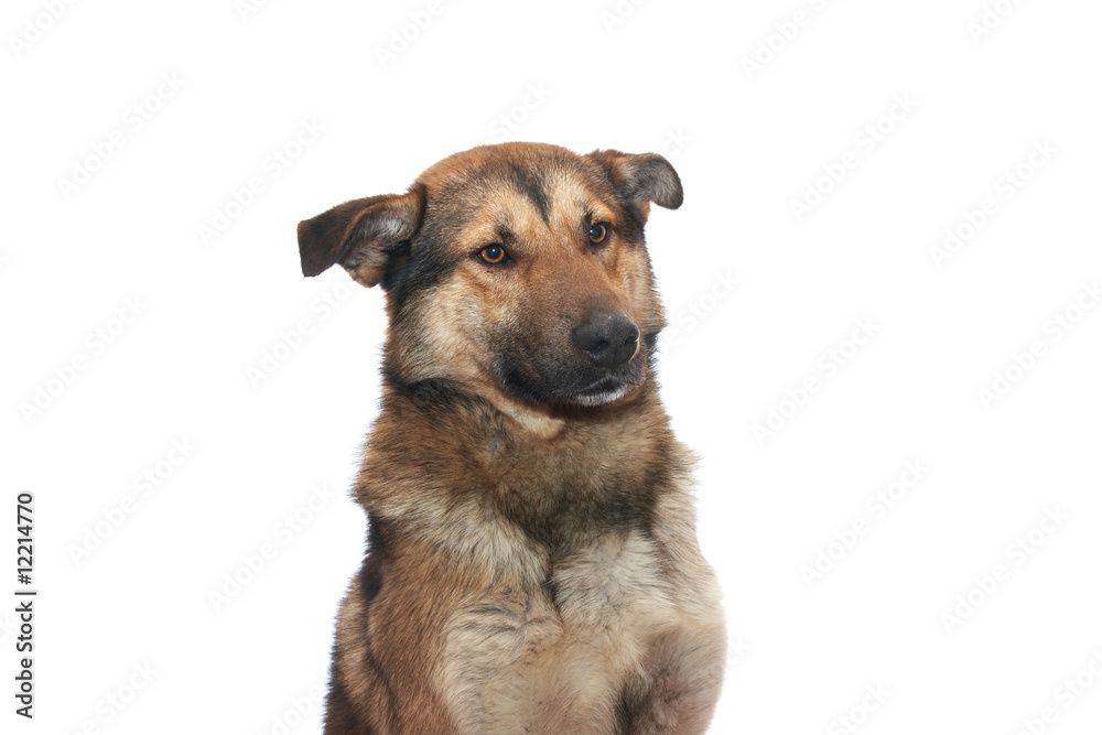 Dog Dog