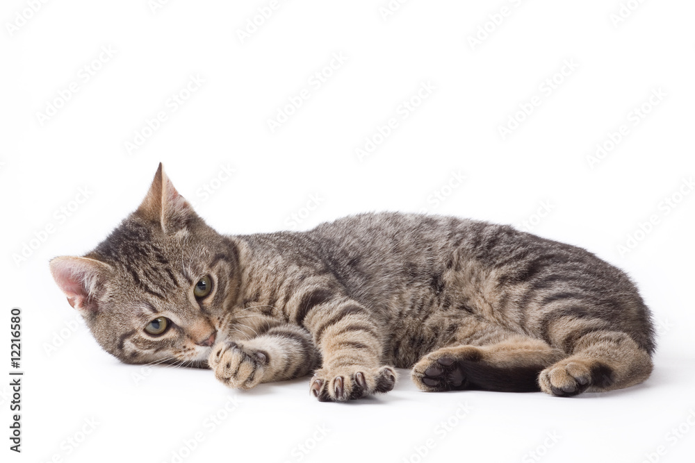 striped kitten, isolated on white striped kitten, isolated on white