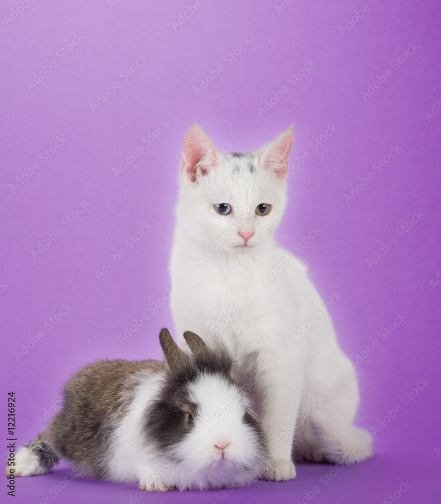 bunny and kitten, isolated on purple background