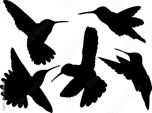 humming bird silhouette - vector