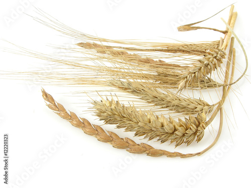 Reife Getreideähren/various ears of cereals