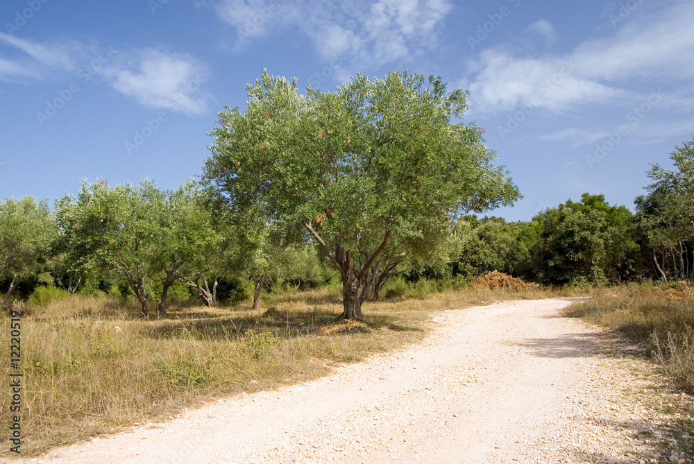 Fototapeta premium Rural road and olive tree
