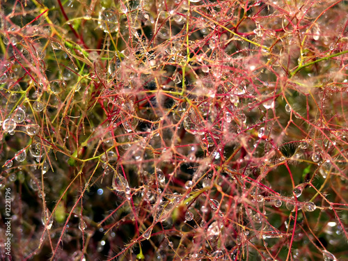Morning dew