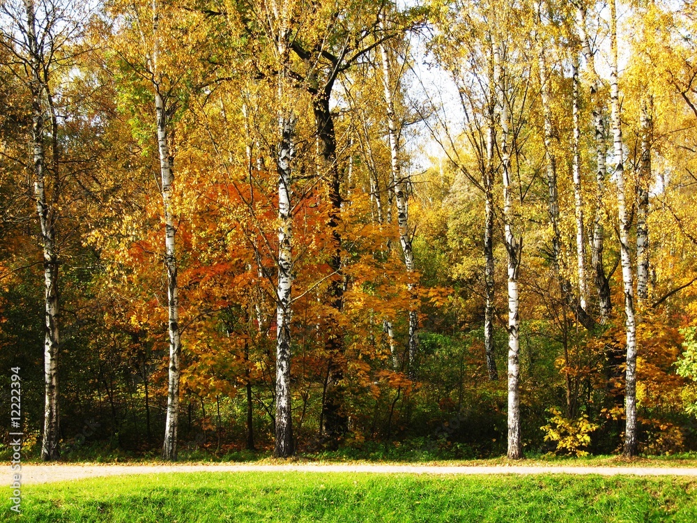 Fototapeta premium Autumn landscape - birch wood
