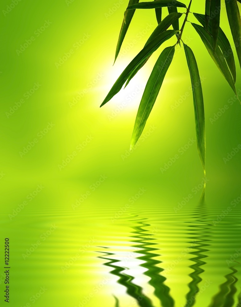 Naklejka premium bamboo leaf with reflection in the water,Zen atmosphere.