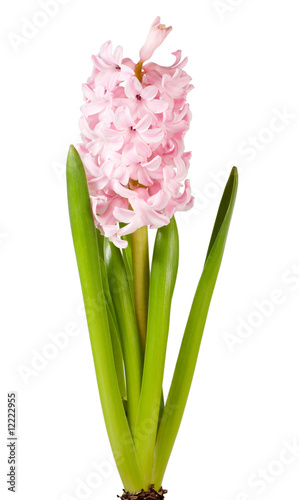 hyacinthus flower