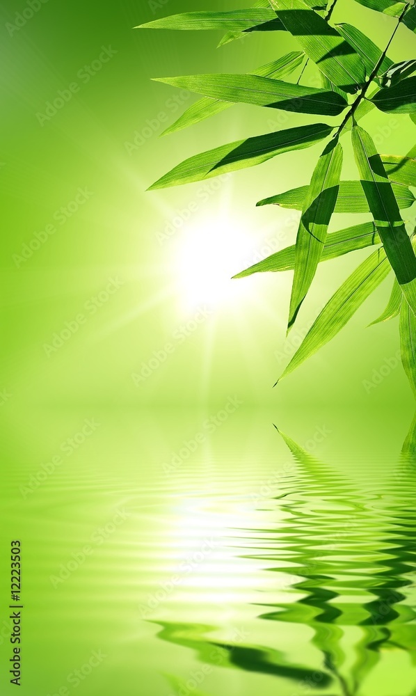 Fototapeta premium bamboo leaf with reflection in the water,Zen atmosphere.