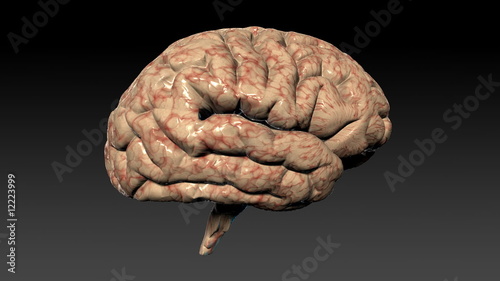 Human brain rotating,seamless loop,Alpha Channel photo