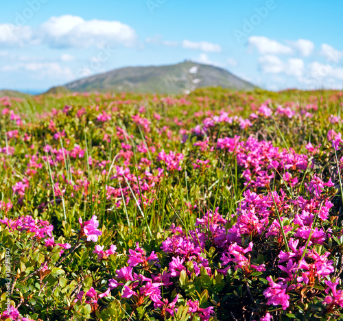 Mountain rhododendron blossoming