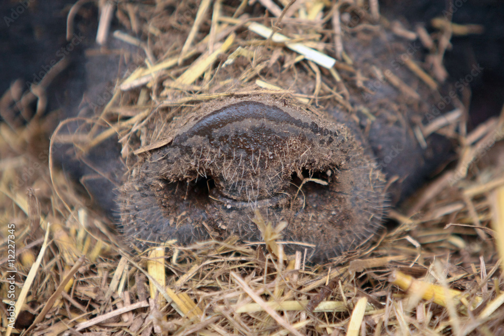 Obraz premium Schwein