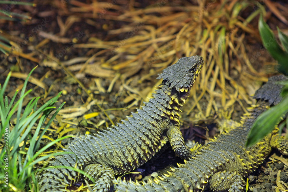 Naklejka premium Echse