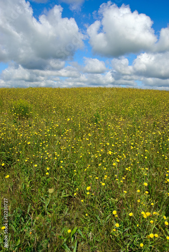 Wild Flowers in Field © Bronwyn Photo