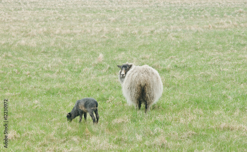 Swedish sheep