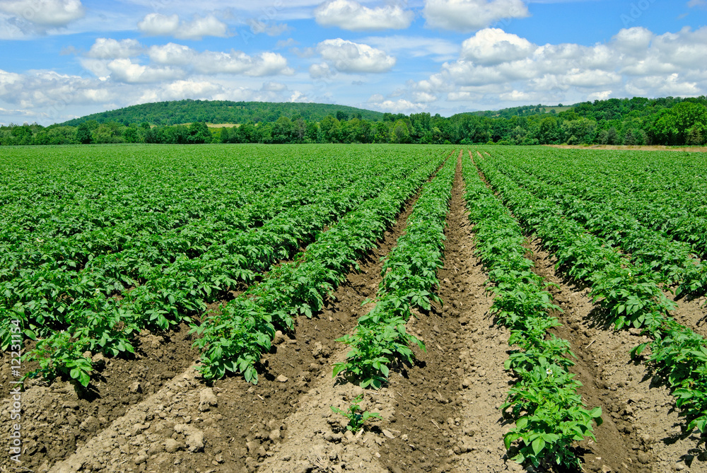 Potato Plants in Field Potato Plants in Field