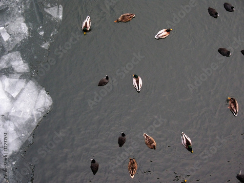 Enten im Eiswasser photo