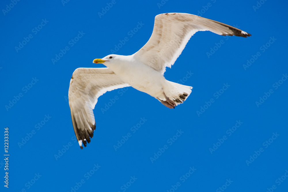 Seagull soaring high above the ocean Seagull soaring high above the ocean