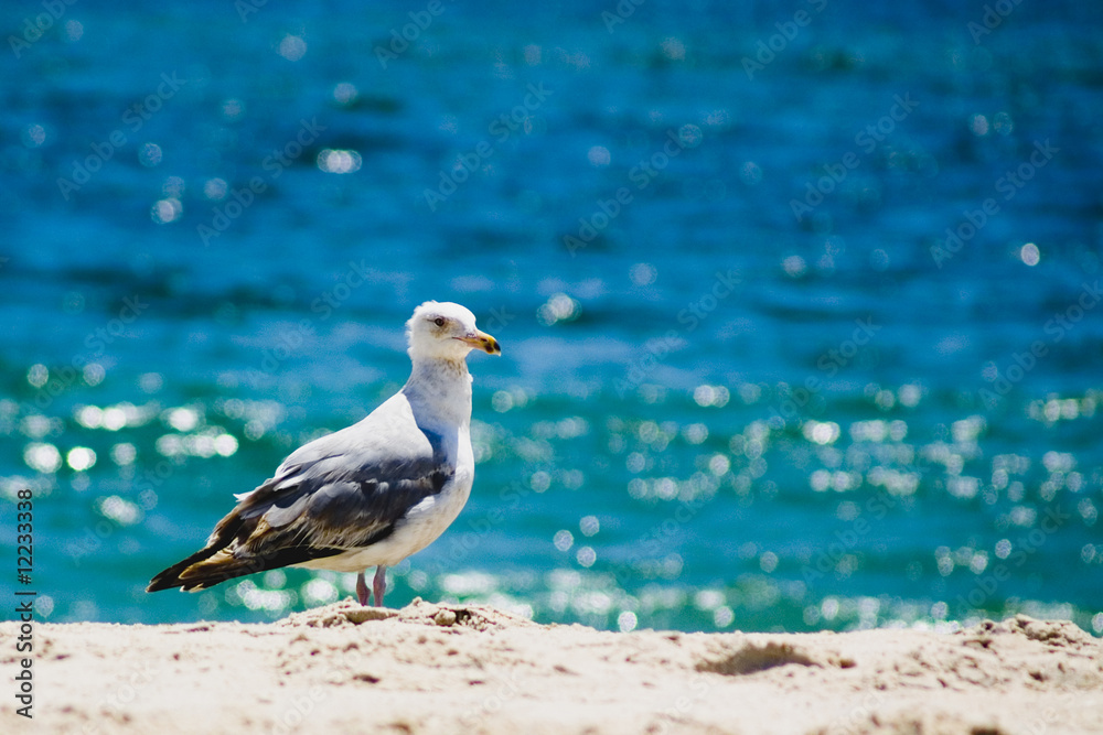 Seagull resting at Fire Island beach Seagull resting at Fire Island beach