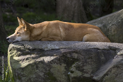 Dingo resting © 555images