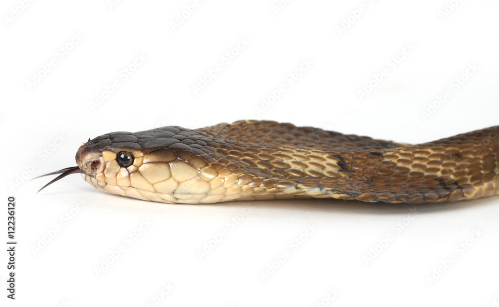 Fototapeta premium Isolated king cobra