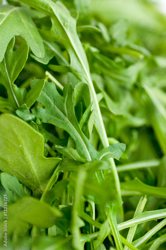 Fototapeta premium Ruccola