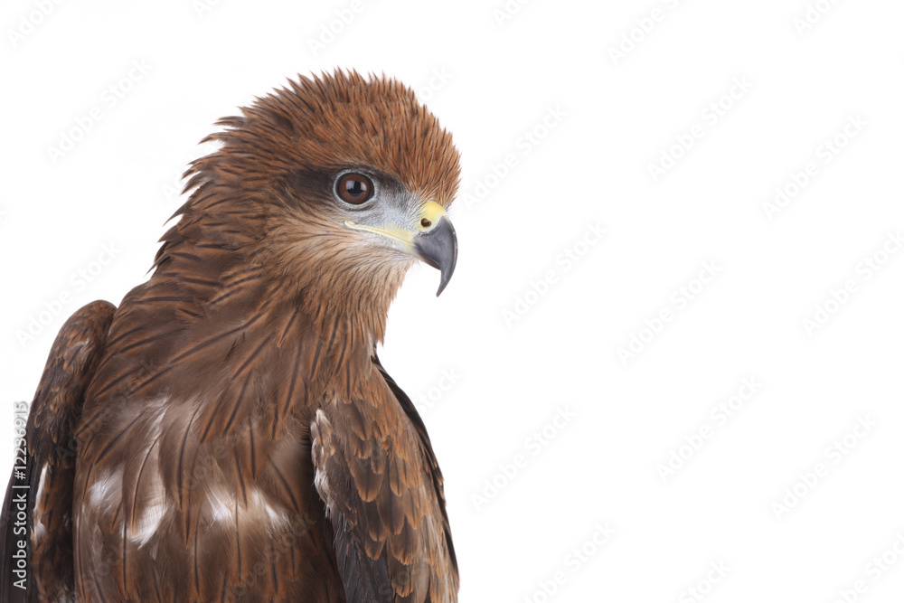 Fototapeta premium Eagle on white