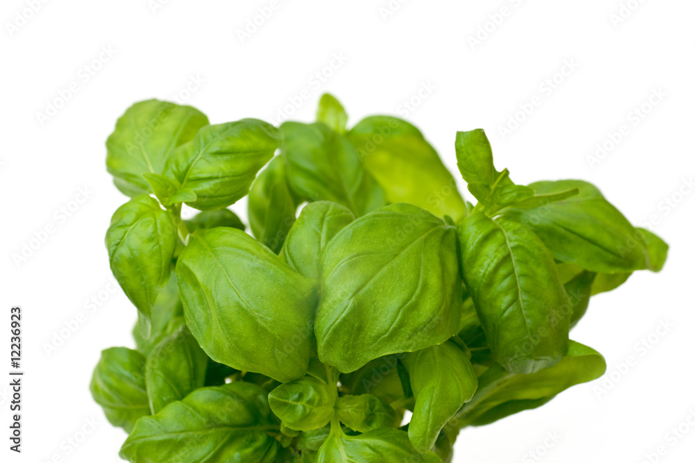 Fresh basil