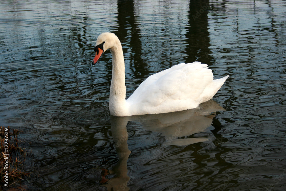 Schwan