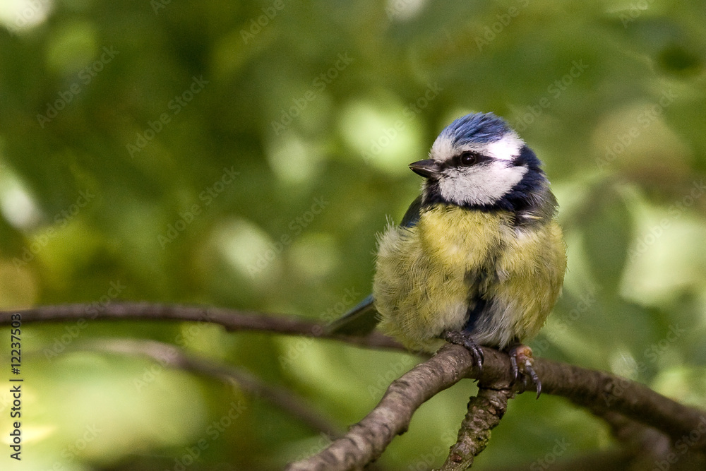 Obraz premium Mésange bleue après la pluie