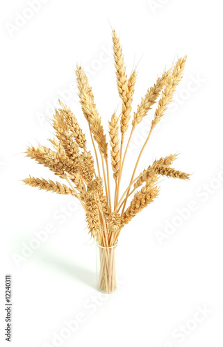 Wheat and grain