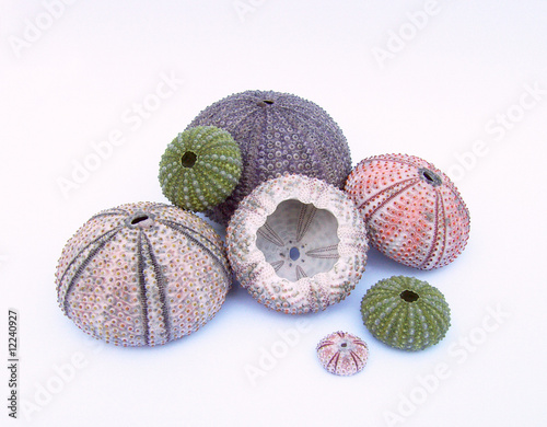 Seeigel - sea urchin 02 photo