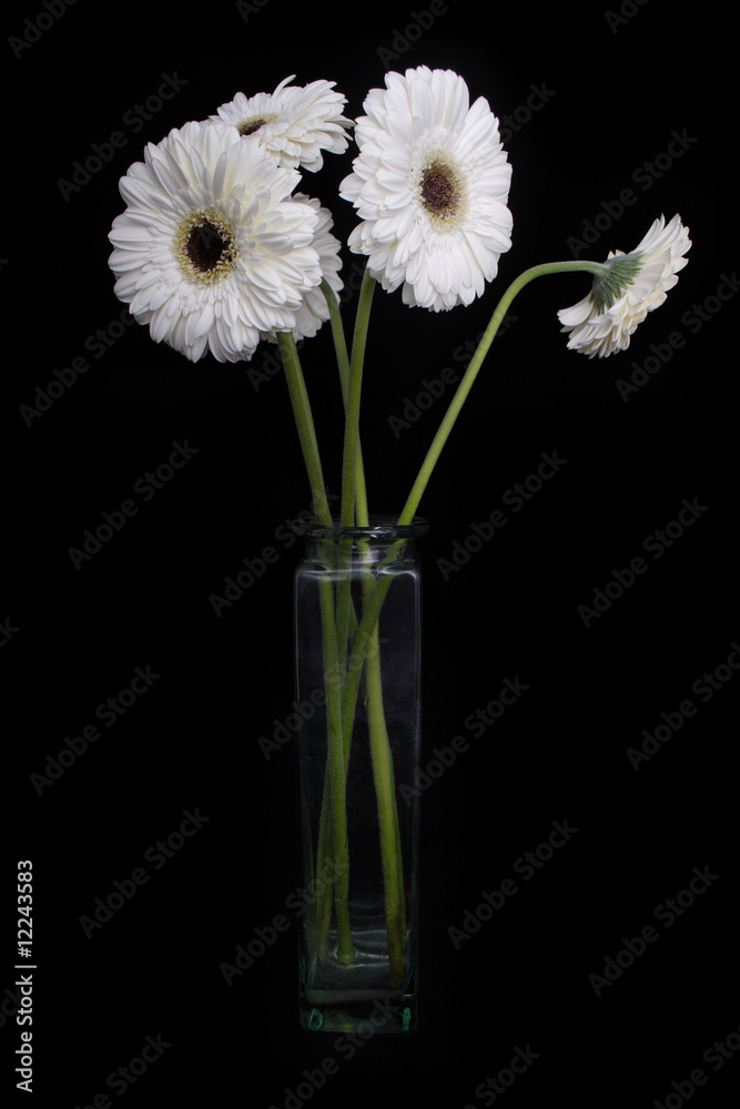 Fototapeta premium white gerbera