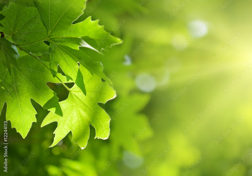 green leaves, shallow focus green leaves, shallow focus
