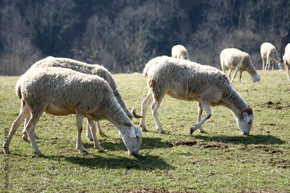 Obraz premium moutons