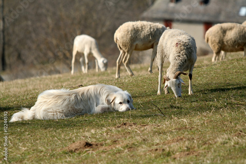 le patou et les moutons photo