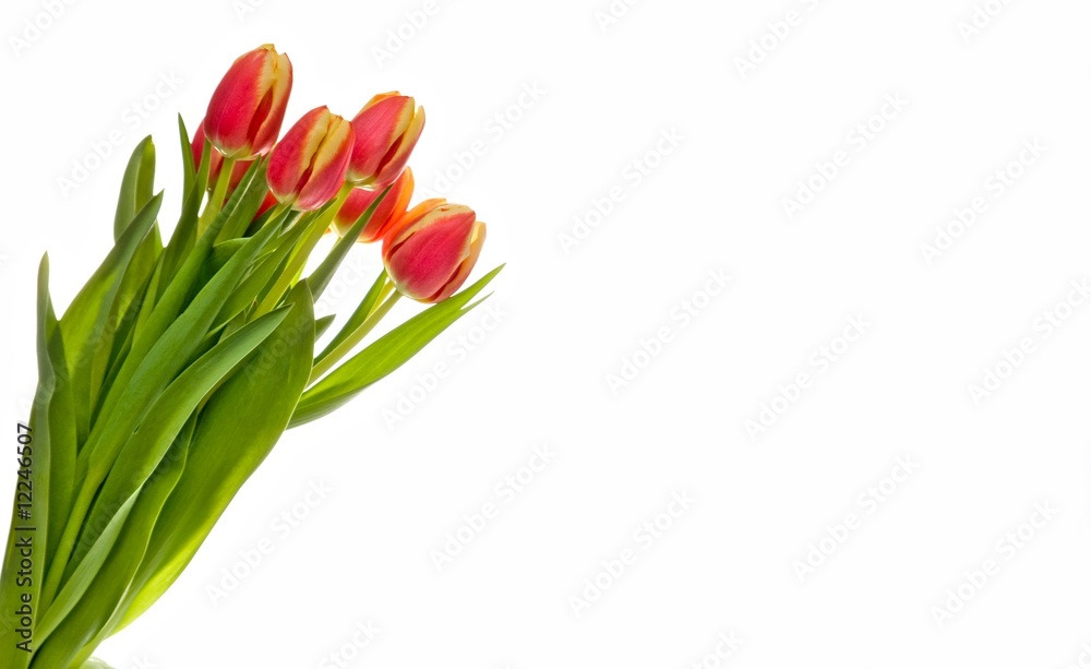 red-yellow tulip on a white background red-yellow tulip on a white background