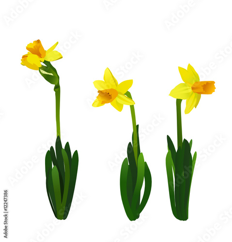 Vector illustration of a sunny narcissus flowers
