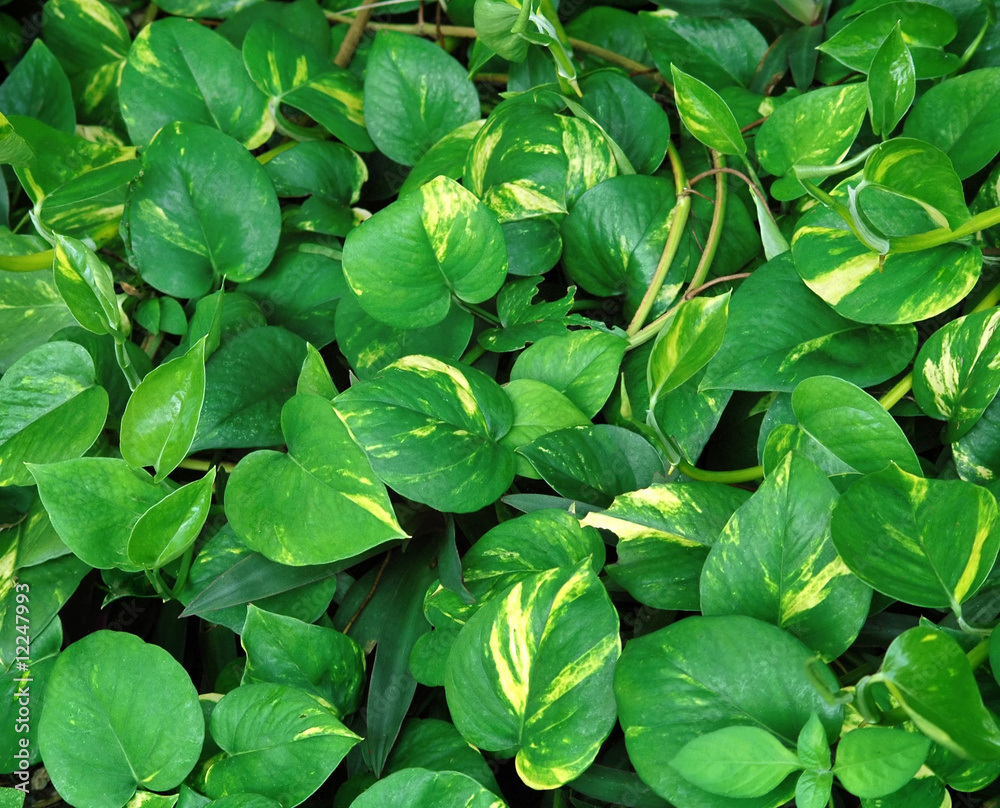 tropical plant evergreen tropical plant evergreen
