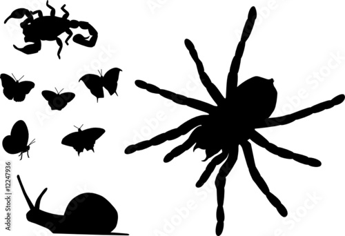 Insectes