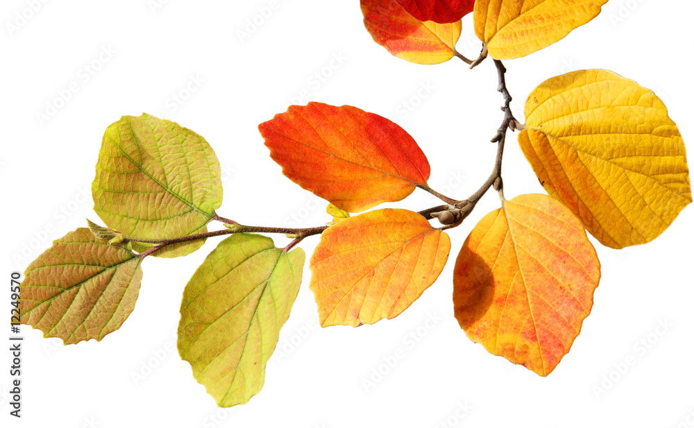 Fototapeta premium Fall fothergilla