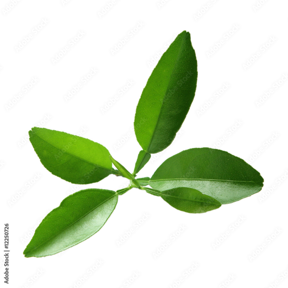 Obraz premium Lime branch