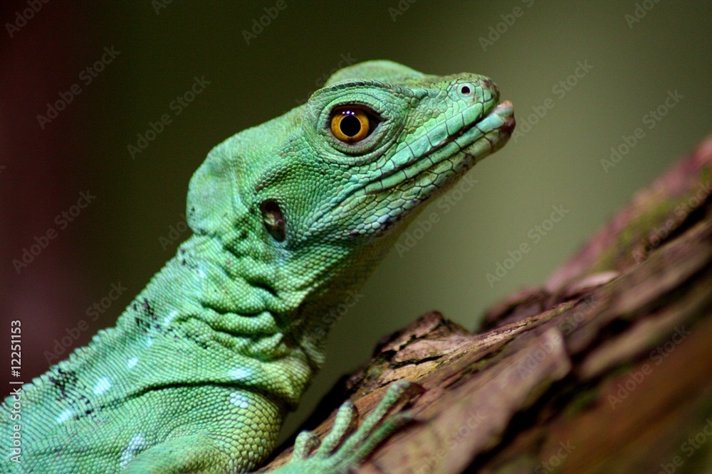 Fototapeta premium Basilisk