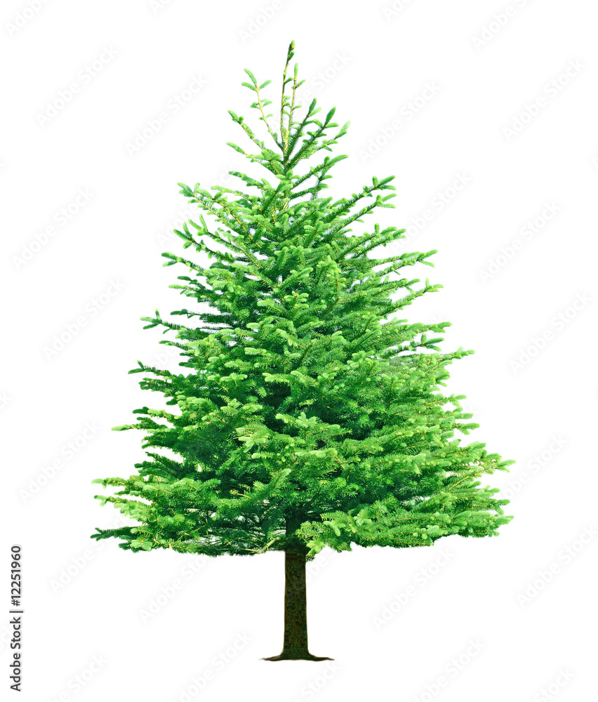 pine tree pine tree