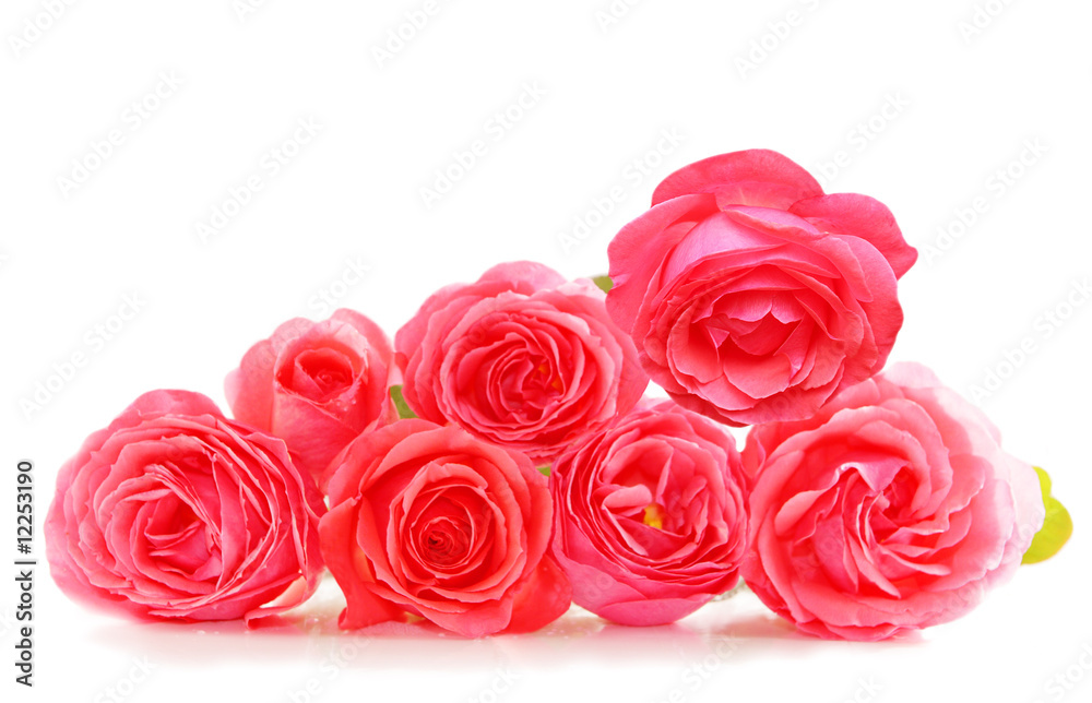 Pink Roses