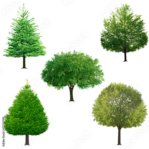 Tree collection