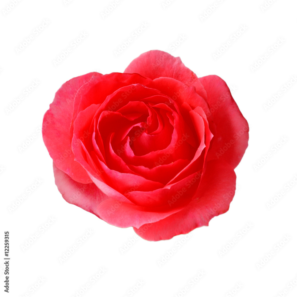 Rose Rose